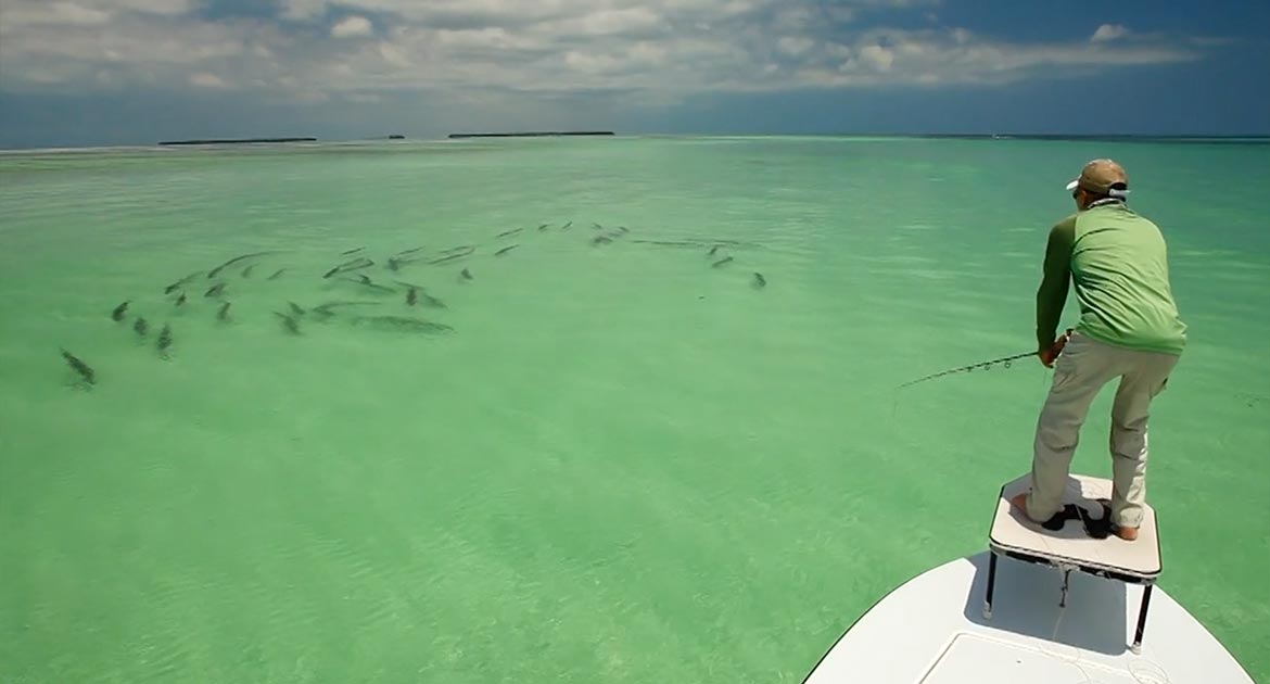 Powerful message from KEY WEST! Tarpon migration. —