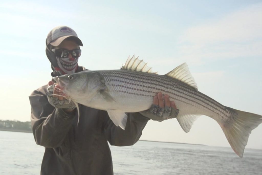 Huge Striped Bass