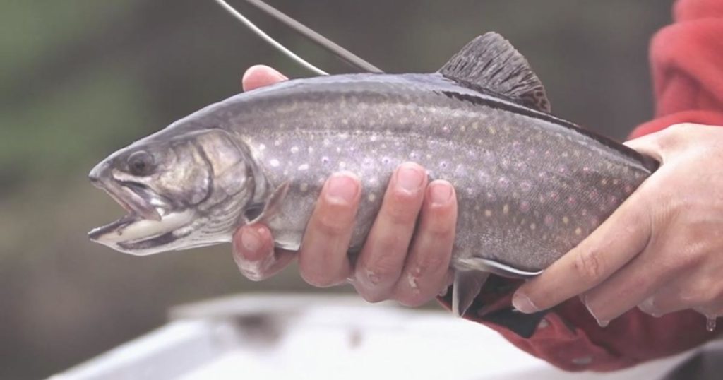 Still water fly fishing