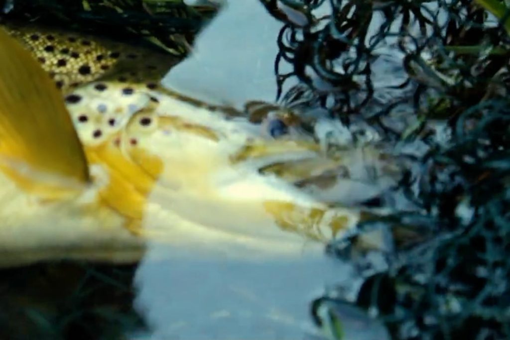 Perfect Fly Fishing Journey