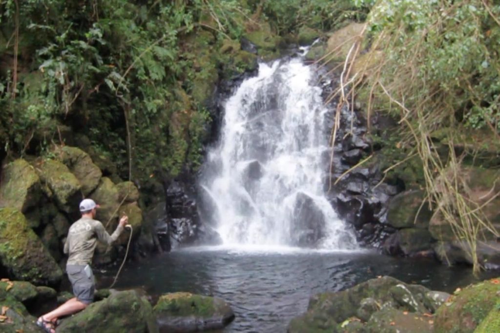 Costa Rican Trout