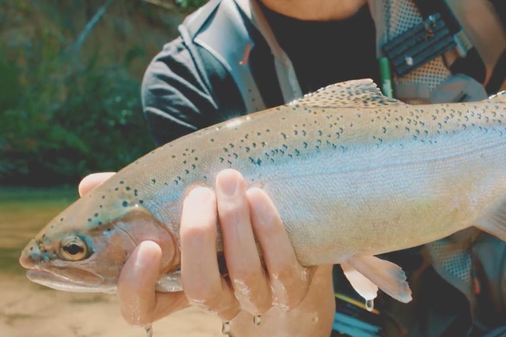 Summer Fly Fishing Day