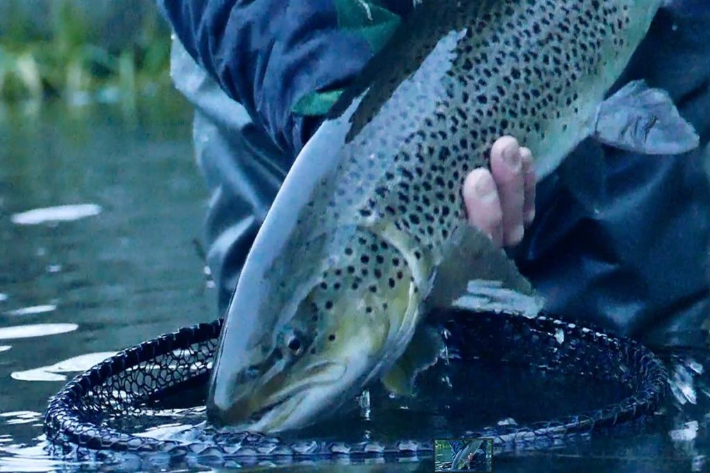 Seatrout