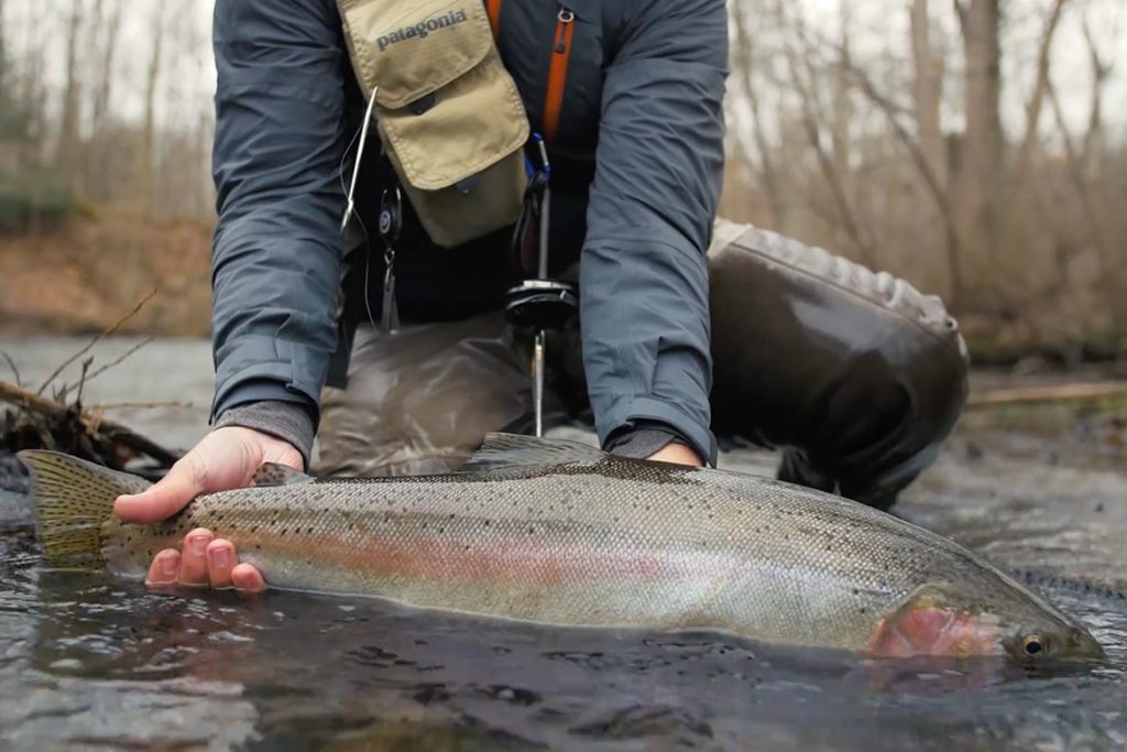 Dancing Steelheads