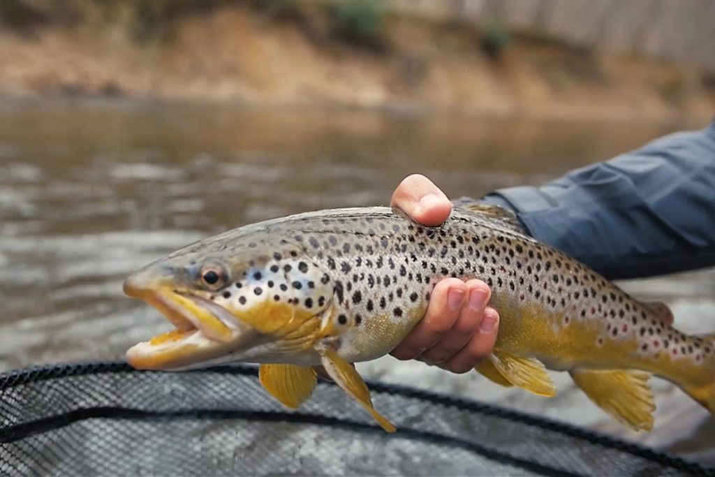 Dancing Steelheads