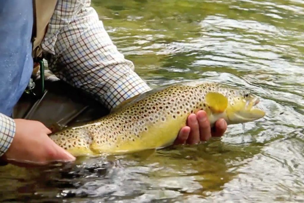 BROWN TROUT