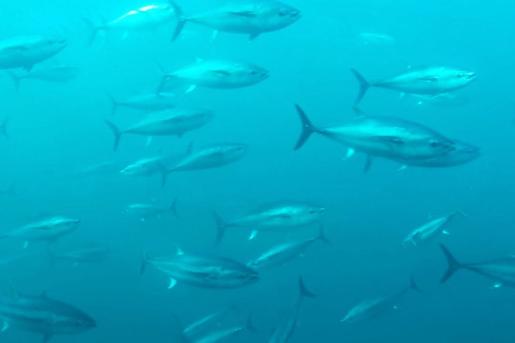 Bluefin tuna frenzy